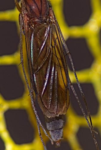 Réf. 349 934 : Keroplatus reaumurii